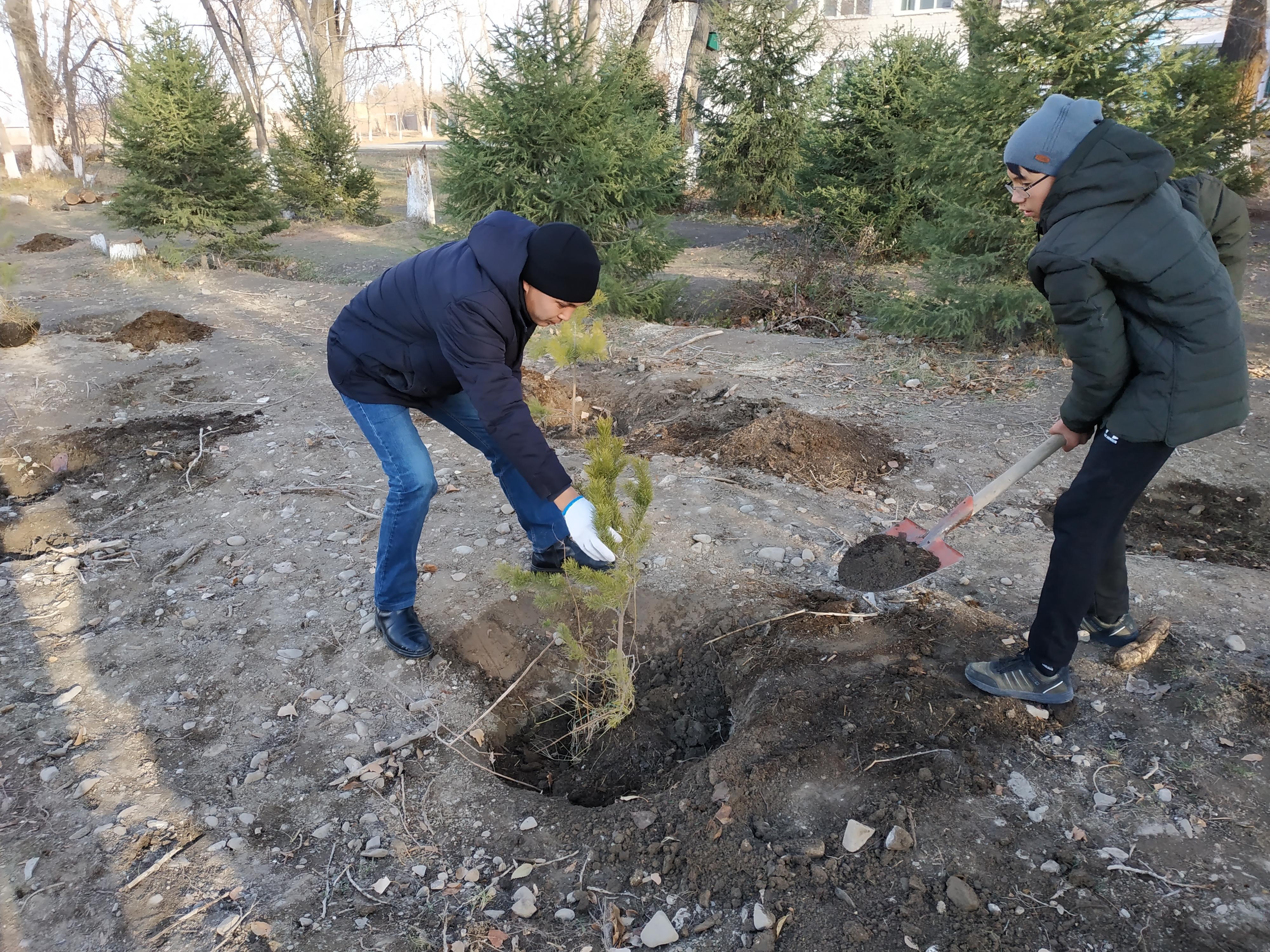 "Ж.Сыдықов атындағы орта мектебі,МДШО" КММ-нің алдына 20 қарағай ағашы, 20 жеміс ағашы отырғызылды.